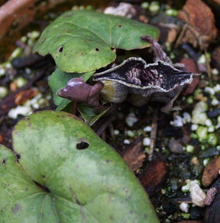 Asarum minamitanianum