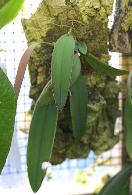 Pleurothallis strupifolia