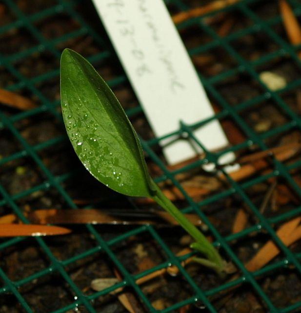 Biarum davisii var. marmarisense