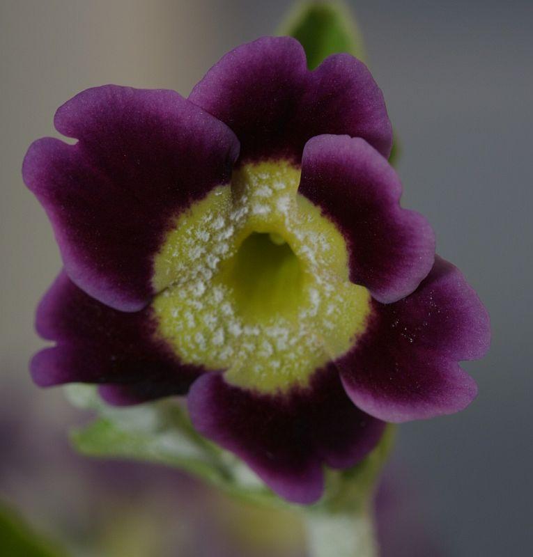 Primula auricula HB #11