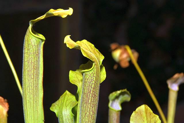 Sarracenia rubra wherryi