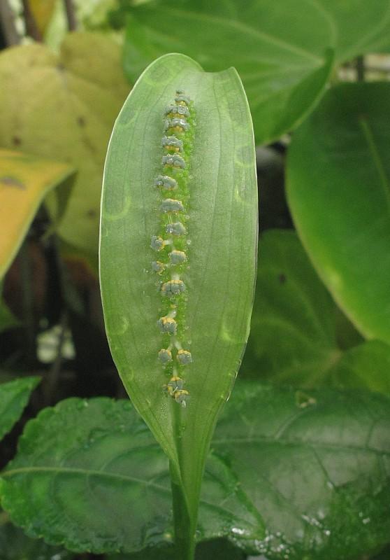 Spathicarpa sagittifolia