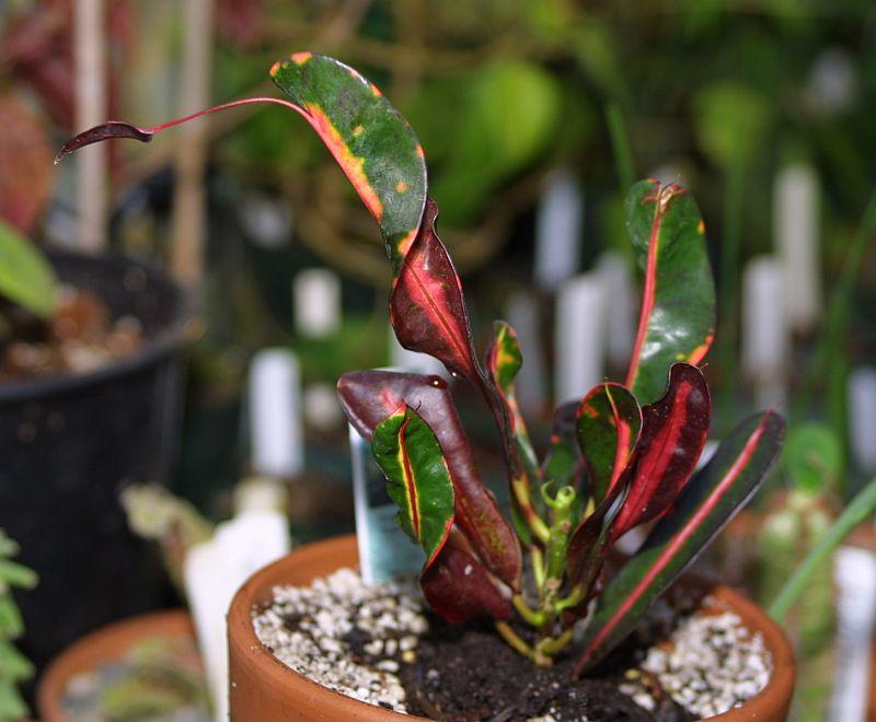 Codiaeum variegatum var