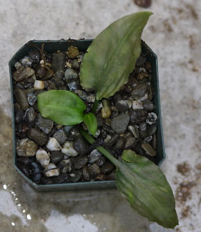 Cryptocoryne wendtii Red