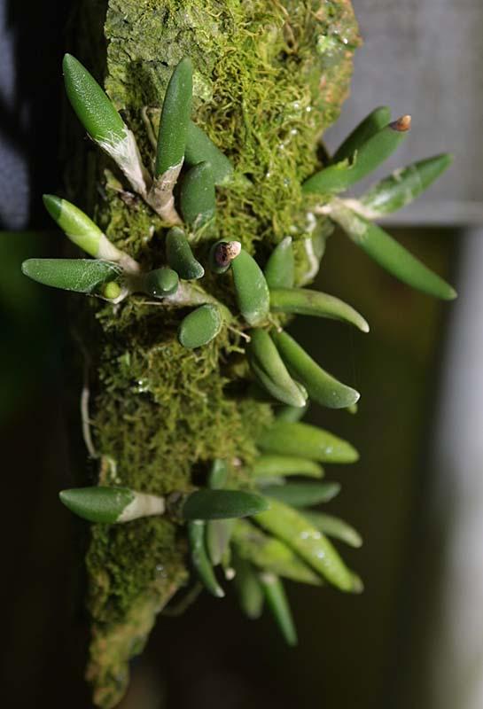 Dendrobium prenticei