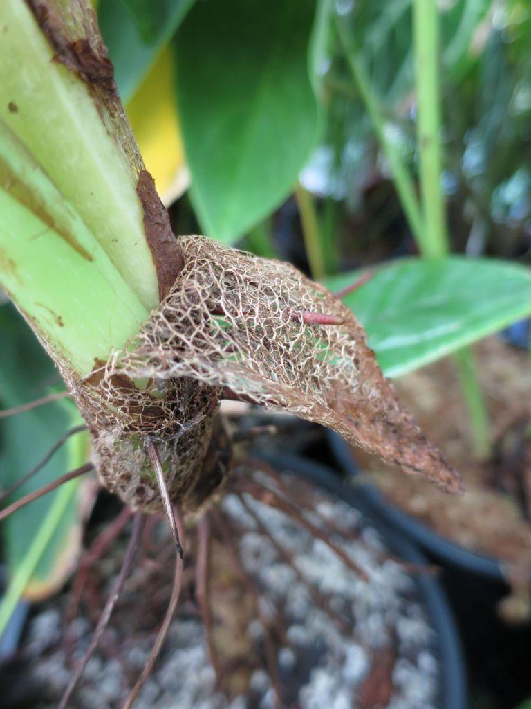 Philodendron sp. corrugated