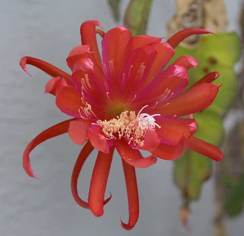 Epiphyllum  Raving Red