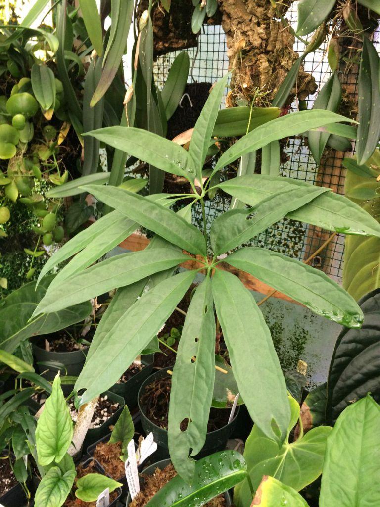 Anthurium aff. croatii