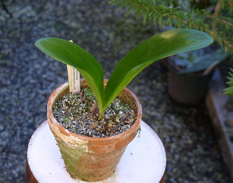 Haemanthus coccineus