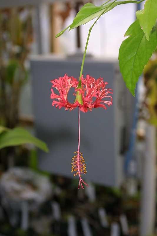 Hibiscus schizopetalus