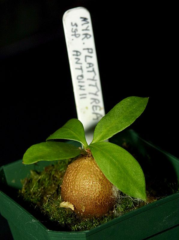 Myrmecodia platytyrea ssp. Antoinii