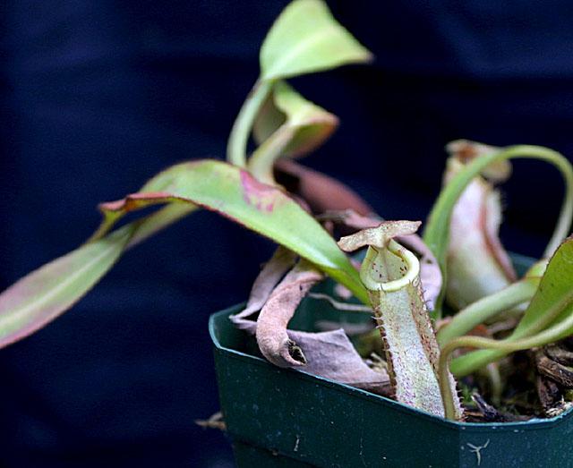 Nepenthes burbidgeae