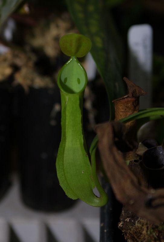 Nepenthes reinwardtiana