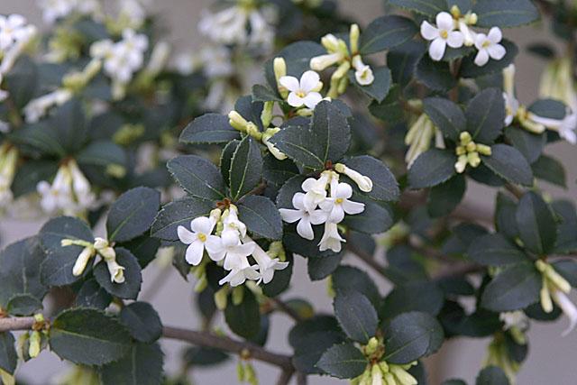 Osmanthus delavayi