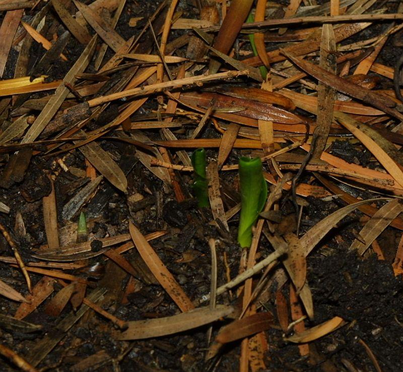 Arum elongatum