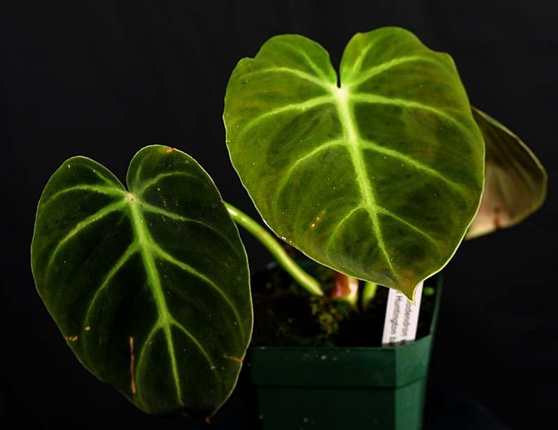 Philodendron verrucosum