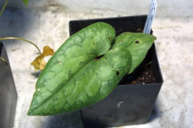 Asarum minamitanianum