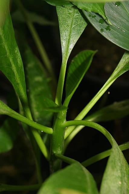 Plumeria rubra