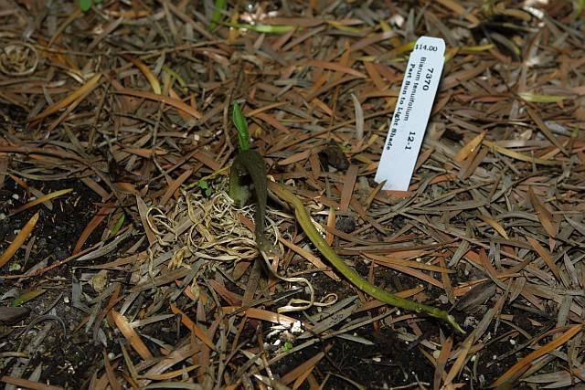 Biarum tenuifolium