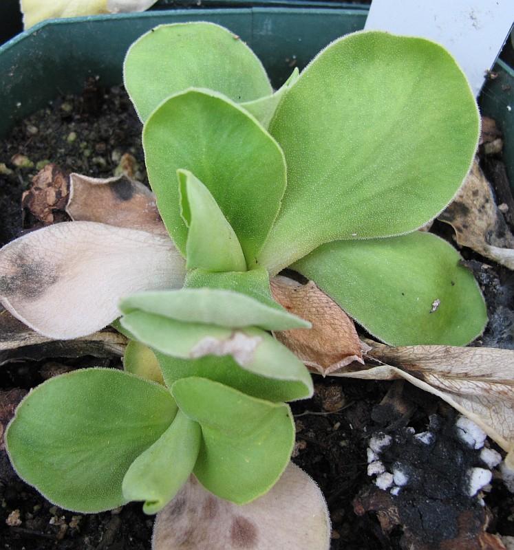 Primula auricula HB #12