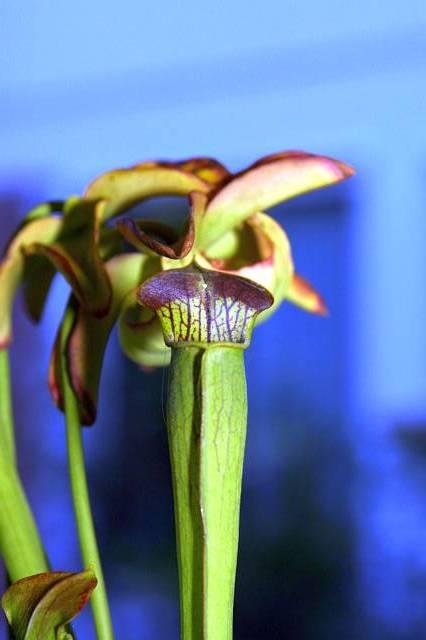 Sarracenia sp labeled alata