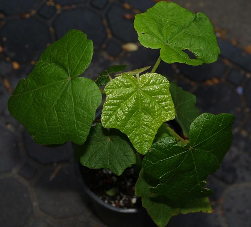 Chiranthodendron pentadactylon