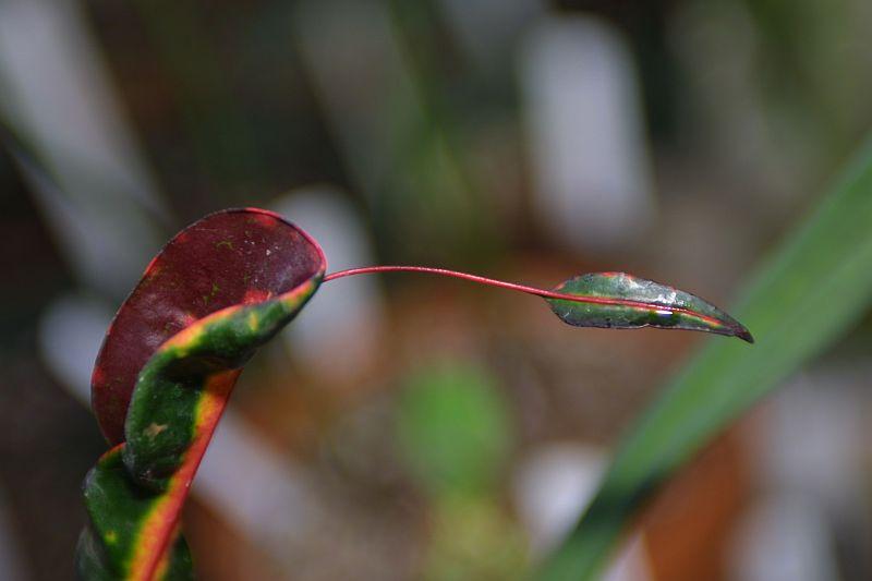 Codiaeum variegatum var