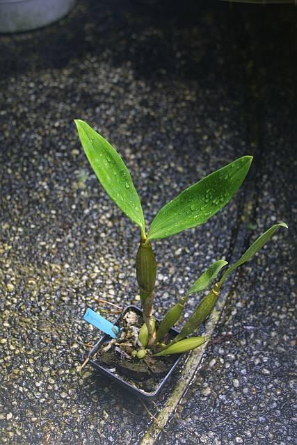 Dendrobium spectabile