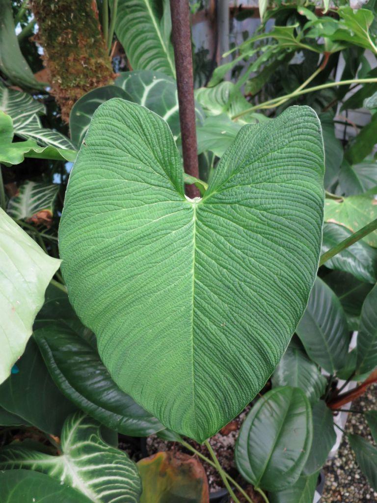 Philodendron sp. corrugated