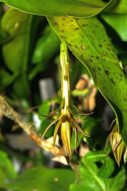 Epiphyllum oxypetallum