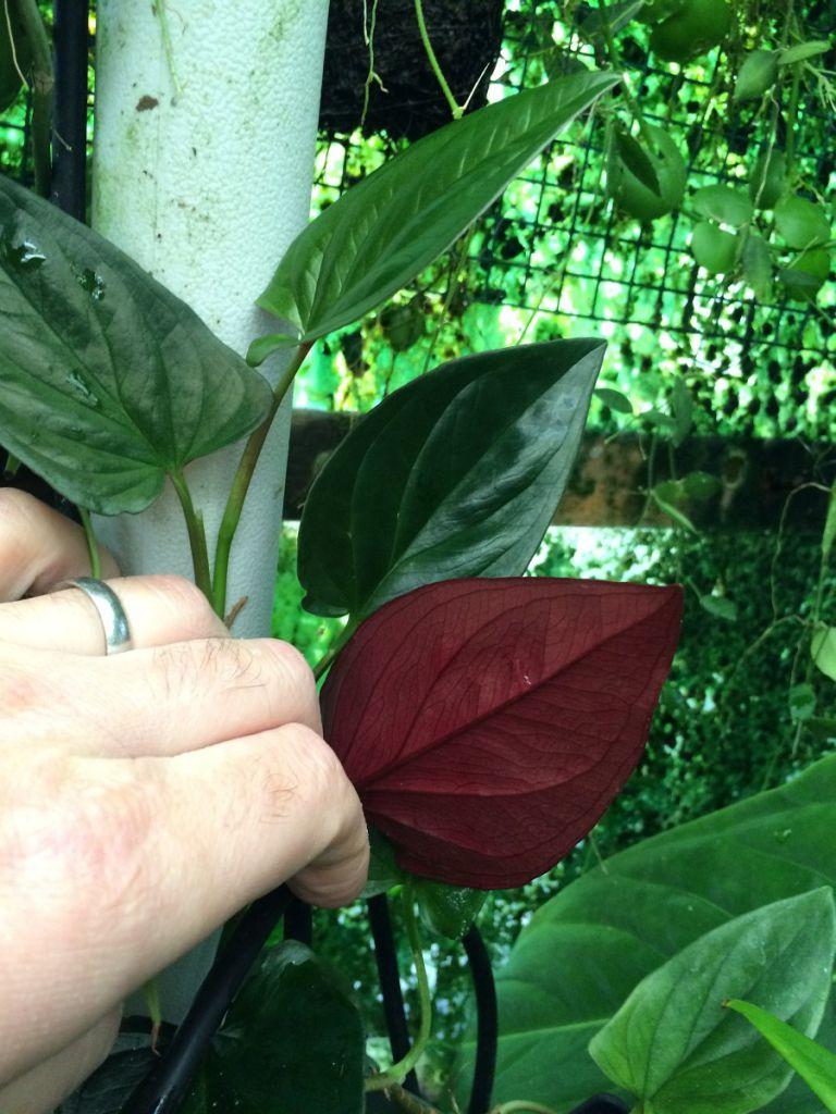 Syngonium erythrophyllum