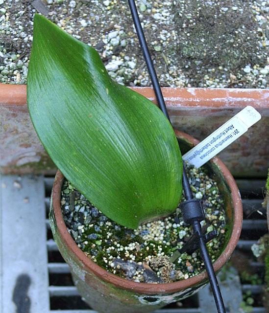 Haemanthus coccineus