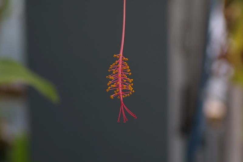 Hibiscus schizopetalus