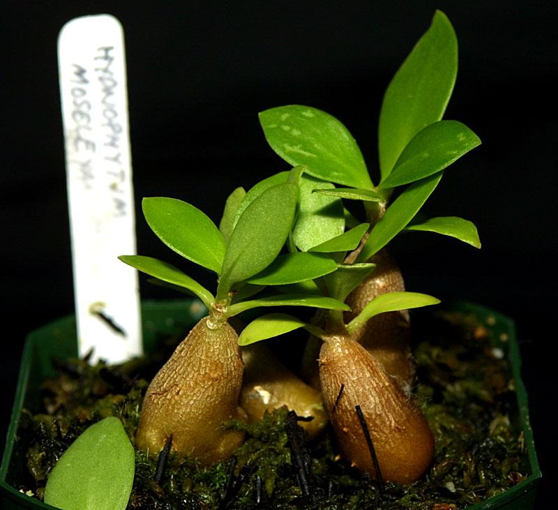 Hydnophytum moseleyanum ABG 90-1070