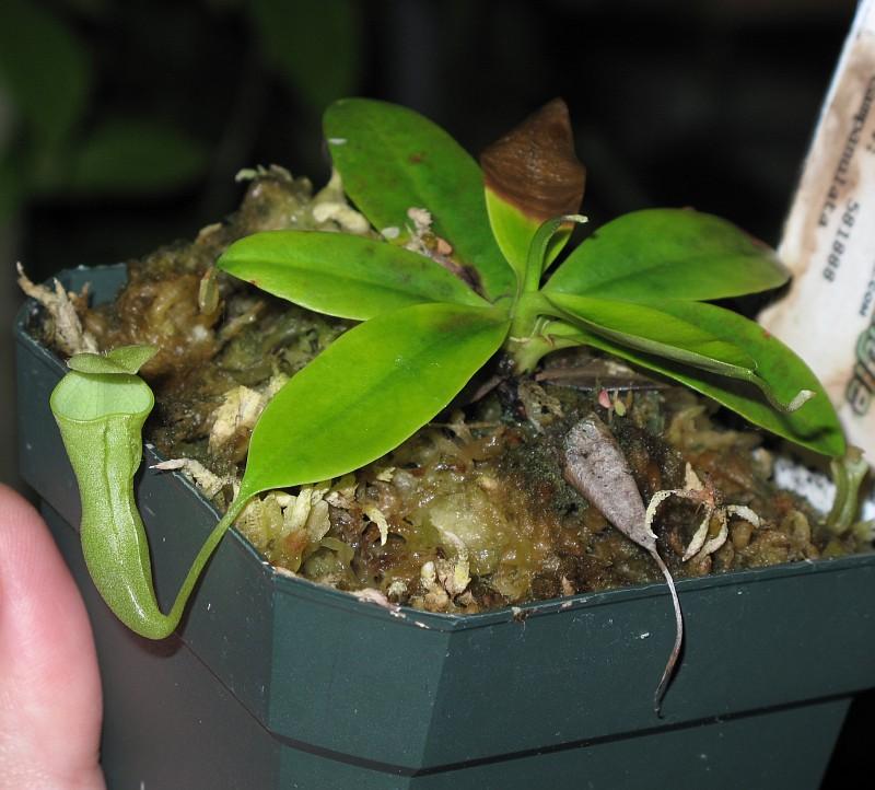 Nepenthes campanulata