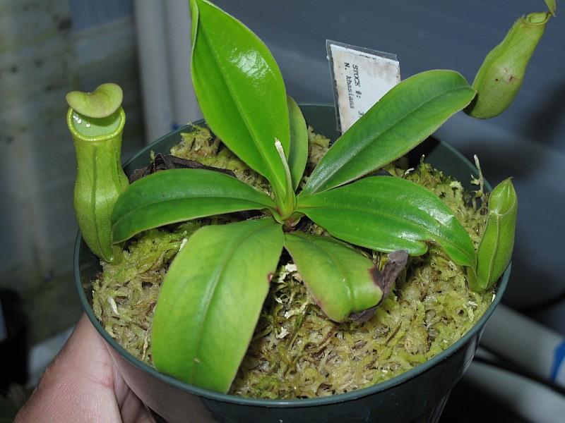 Nepenthes khasiana