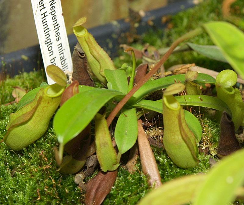 Nepenthes reinwardtiana