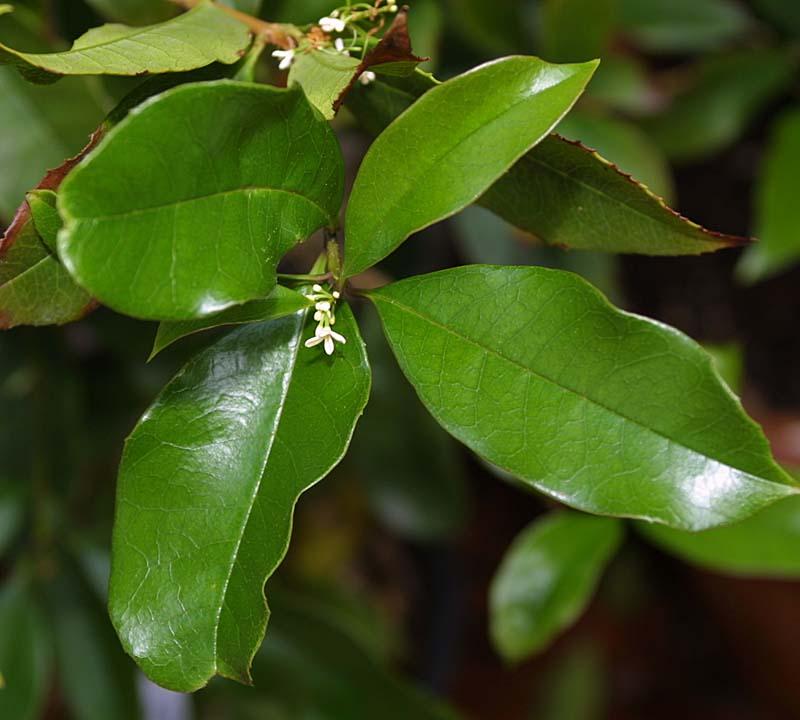 Osmanthus fragrans