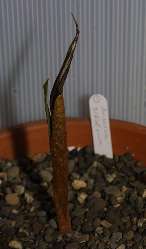 Arisaema sikokianum