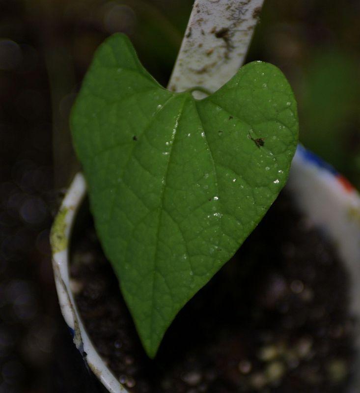 Aristolochia gorgona