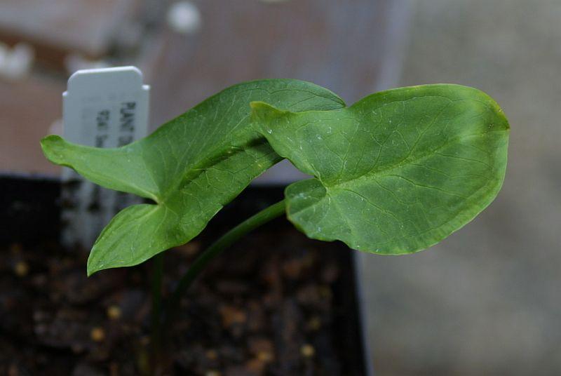 Arum hygrophullum