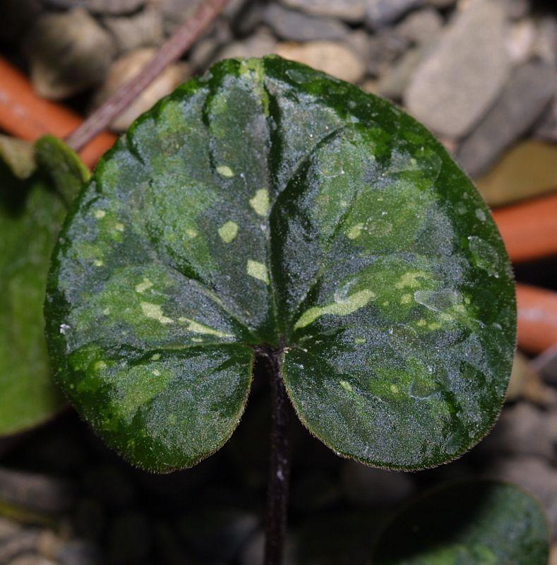 Asarum monodoriflorum