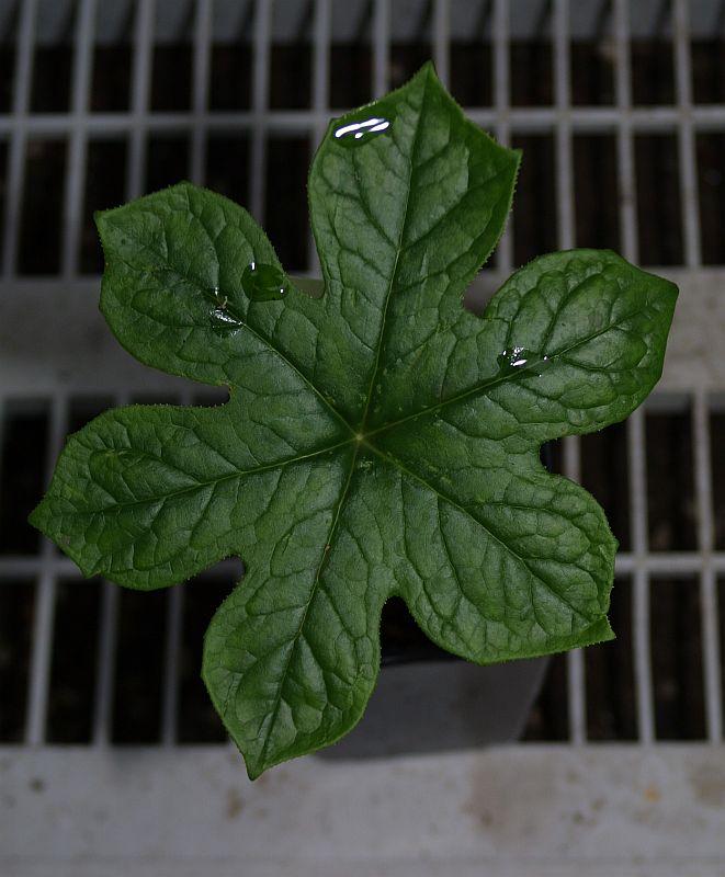 Podophyllum pleianthum cv Large Leaf