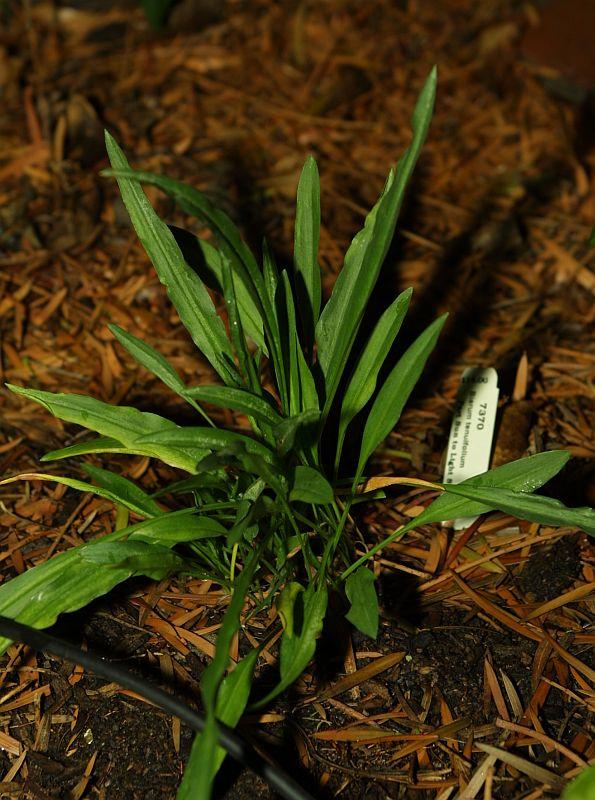 Biarum tenuifolium