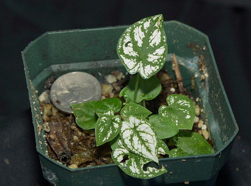 Caladium humboldtii v. Marcel