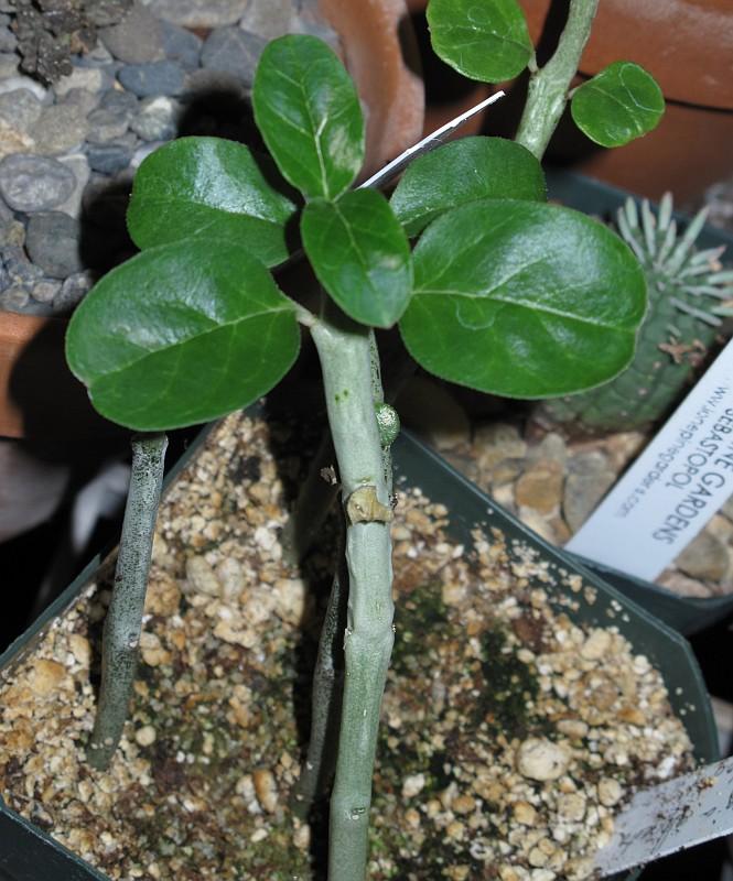 Ceropegia albisecta