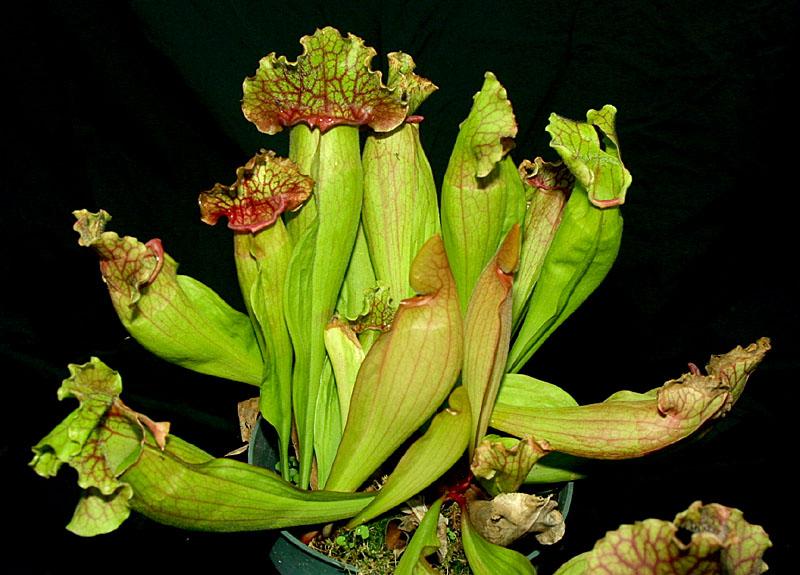 Sarracenia sp.