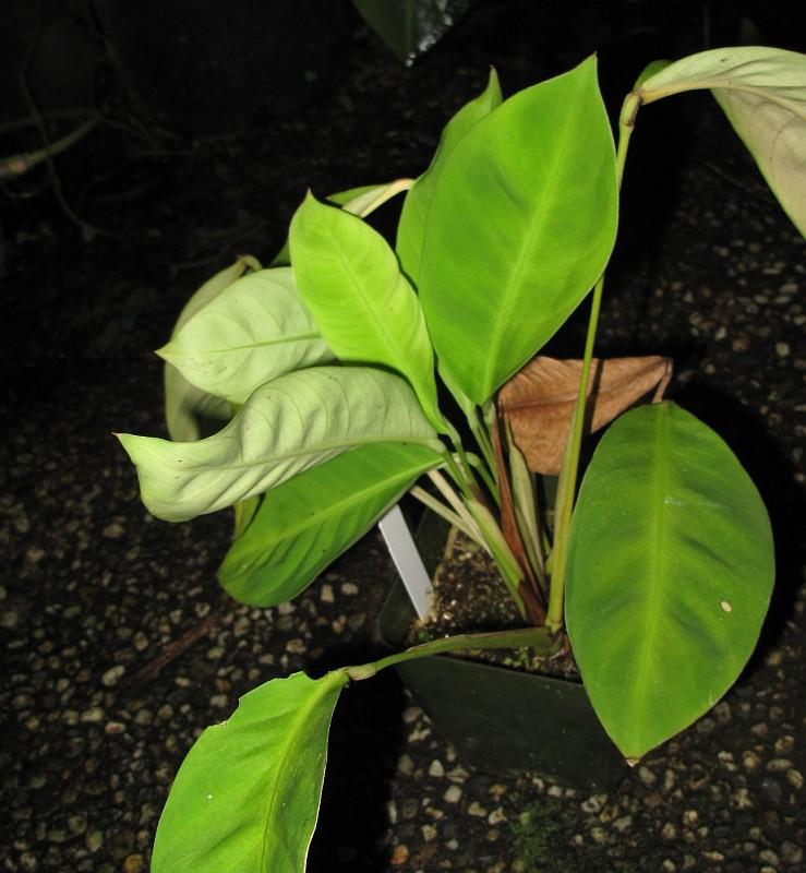 Spathiphyllum floribunda