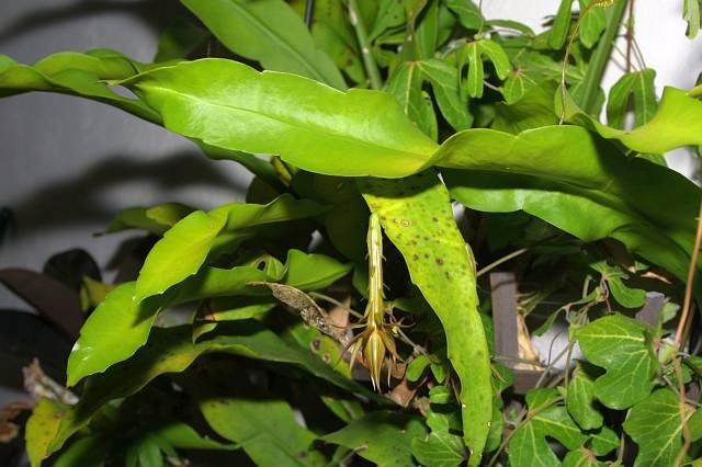 Epiphyllum oxypetallum