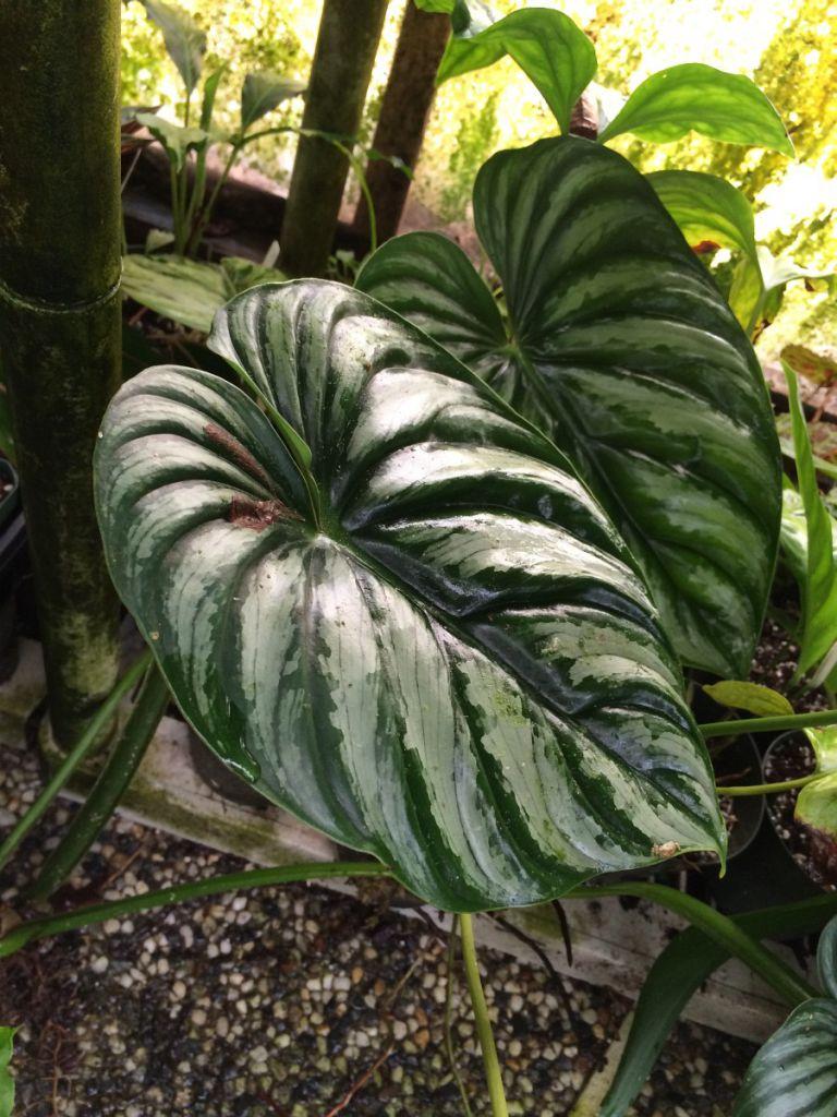 Philodendron plowmanii